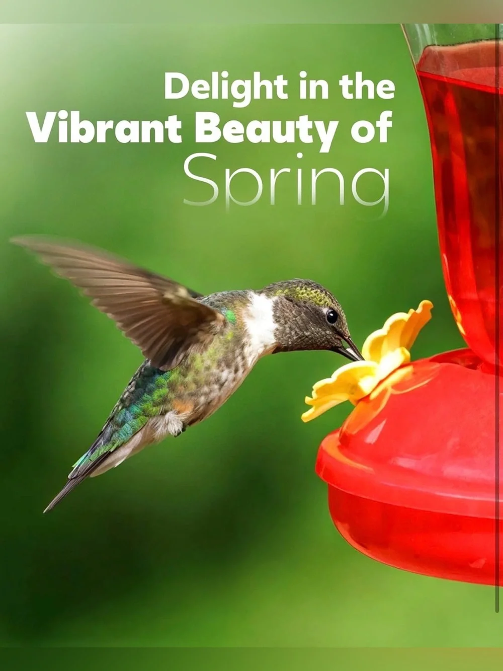 Hummingbird Feeders for Outdoors Hanging 16 OZ Leak-Proof Plastic Red
